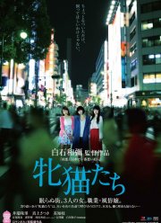 Кошачий рассвет (2017)